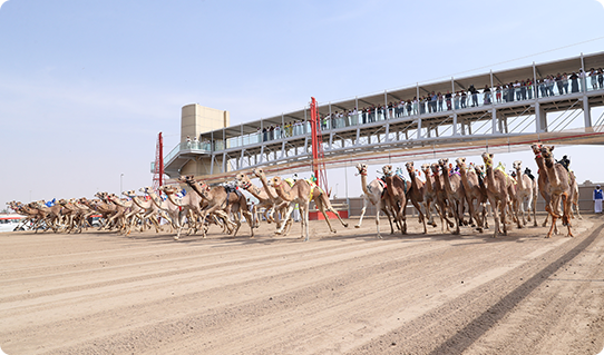Al Marmoom Race Image 2